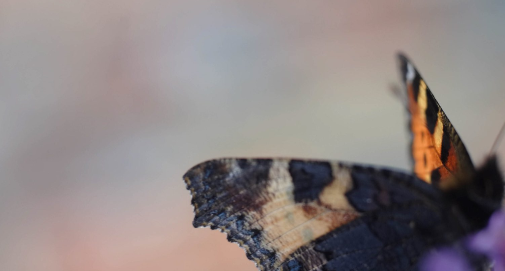 a close up photo of a butterfly, slightly out of focus