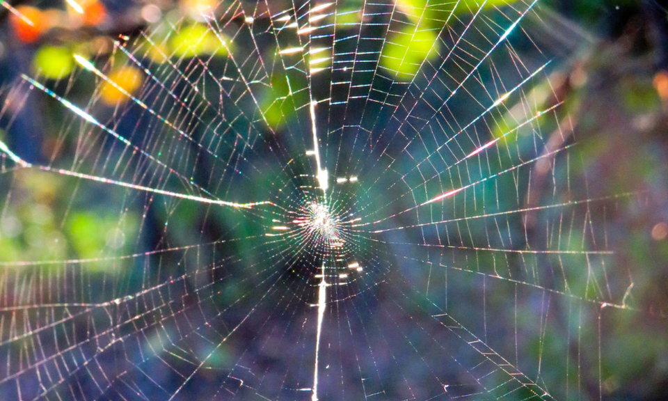 a photo of a spiders web