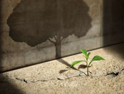 an image of a sprout, which is casting a shadow of a tree on a wall